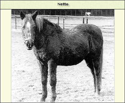 Netto