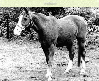 Pellinor
