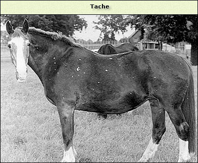 Tache
