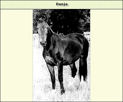 Dunja