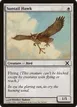 Suntail Hawk #50