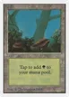 Forest #300