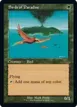 Birds of Paradise #479