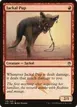 Jackal Pup #139