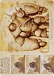 Precursor Golem #72