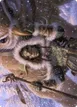Owlbear Shepherd #35