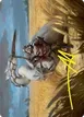 Skyknight Squire #4