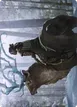 Boreal Outrider #42