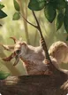 Squirrel Sovereign #71
