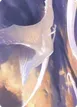 Timeless Dragon #9