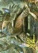Blossoming Tortoise #24