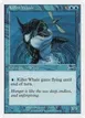 Killer Whale #11