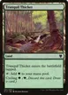 Tranquil Thicket #287