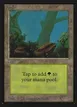 Forest #300