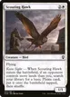 Scouting Hawk #41