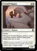 Trusted Pegasus #77