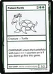 Patient Turtle #82