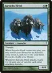 Aurochs Herd #103