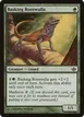Basking Rootwalla #2