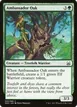 Ambassador Oak #42