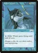 Killer Whale #37