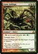 Giant Solifuge #143