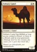 Solitary Camel #23