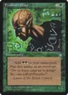 Fyndhorn Elder #243