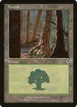 Forest #348