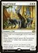 Regal Caracal #232