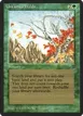 Untamed Wilds #210