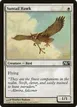 Suntail Hawk #40