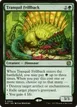 Tranquil Frillback #24