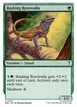 Basking Rootwalla #65