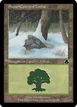 Snow-Covered Forest #245
