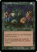 Argothian Pixies #142
