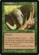 Wild Elephant #254