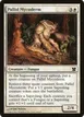 Pallid Mycoderm #24