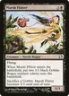 Marsh Flitter #91