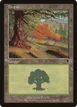 Forest #349