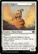Bridled Bighorn #7