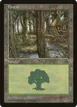 Forest #164