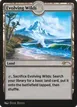 Evolving Wilds #256