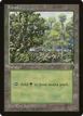 Forest #5