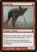 Jackal Pup #2