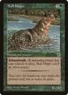 Bull Hippo #160