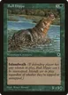 Bull Hippo #160d