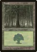 Forest #212