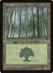 Forest #215
