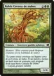 Cloudcrown Oak #127